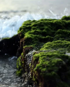 Algae & Oceanwater
