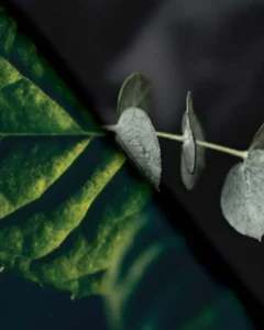 Eucalyptus & Peppermint